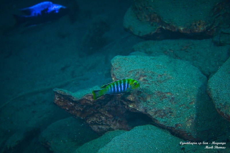 Cynotilapia sp. 'lion' Magunga